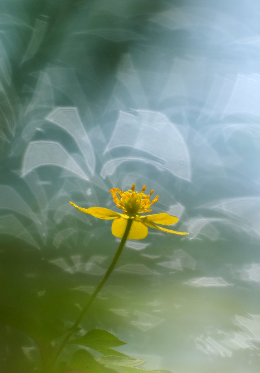 Buschwindröschen am Wasser.jpg