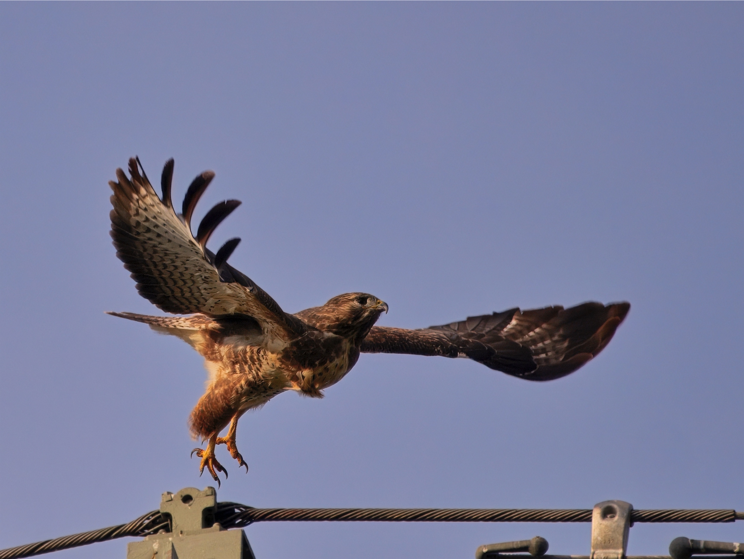 Bussard beim Abflug (2)