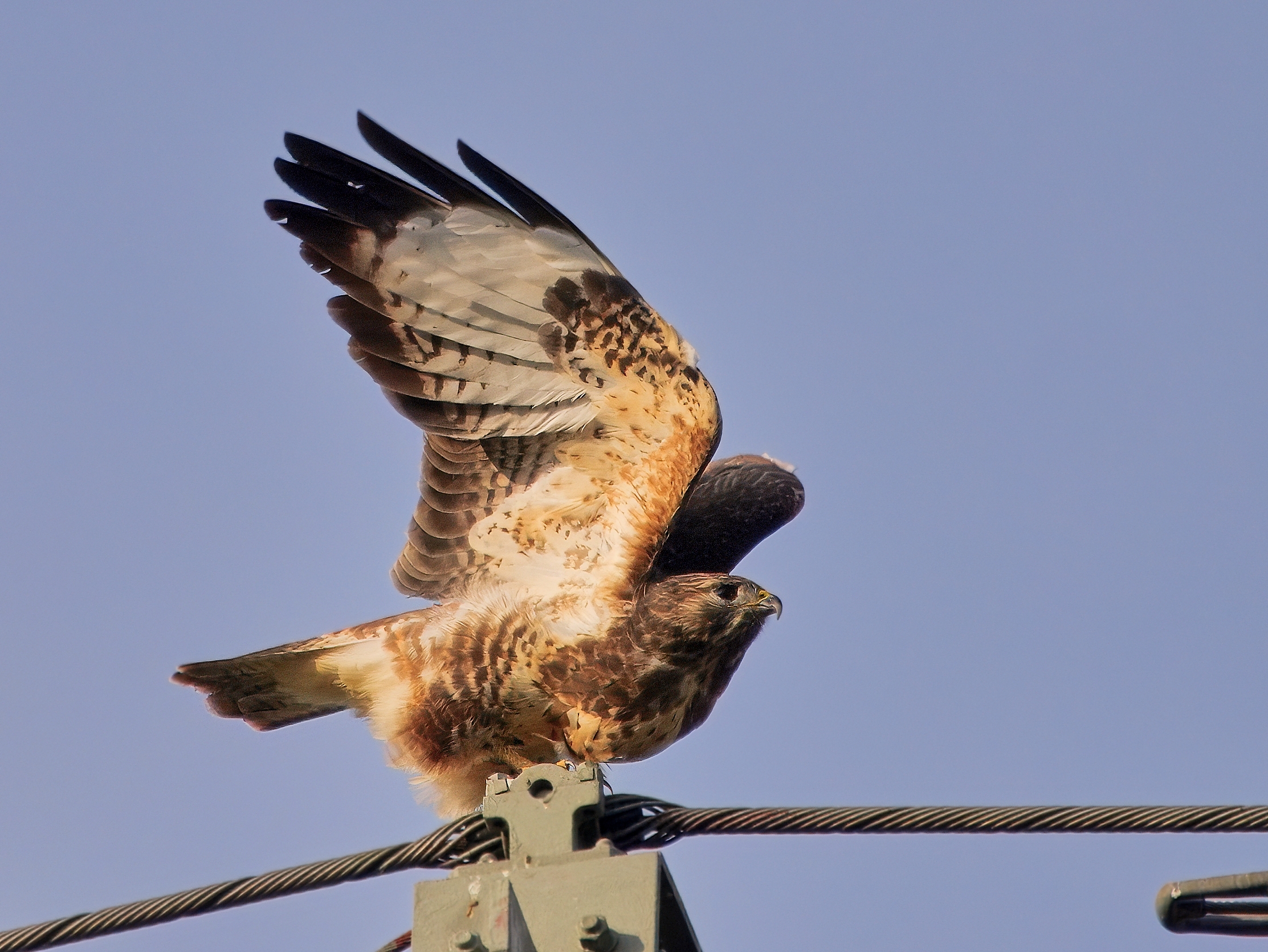 Bussard beim Start (1)