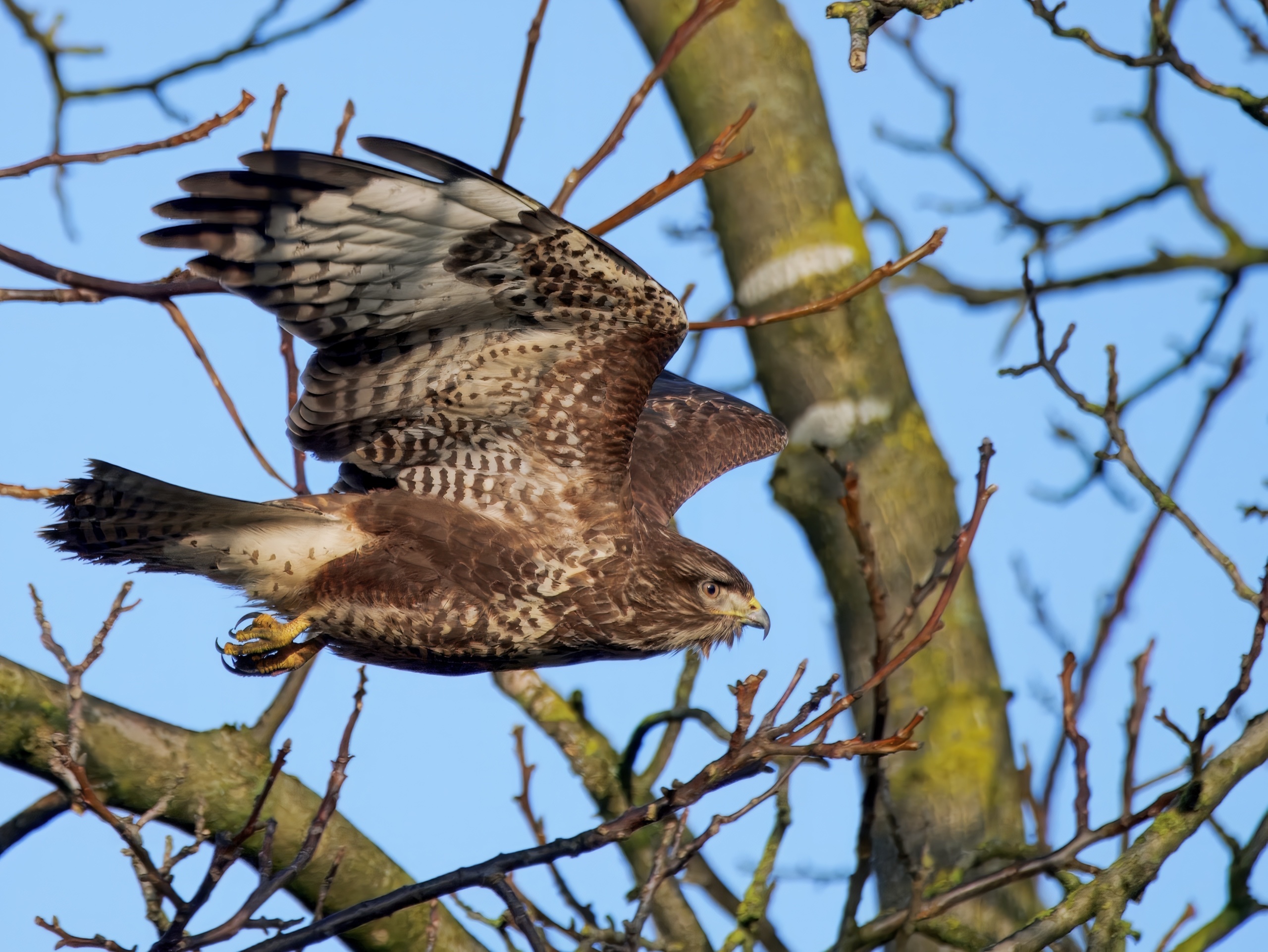 Bussard im Flug
