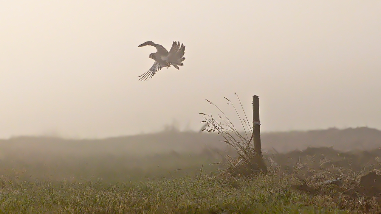 Bussard im Morgendunst