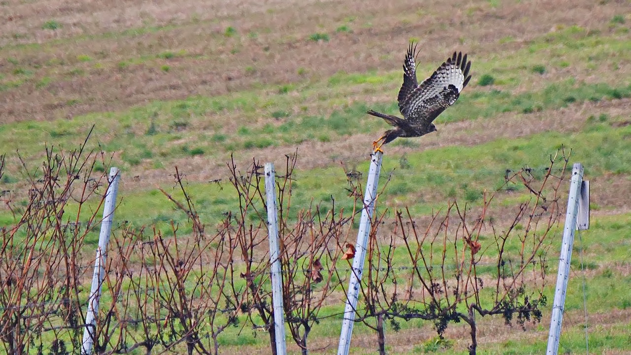 Bussard im Wengert