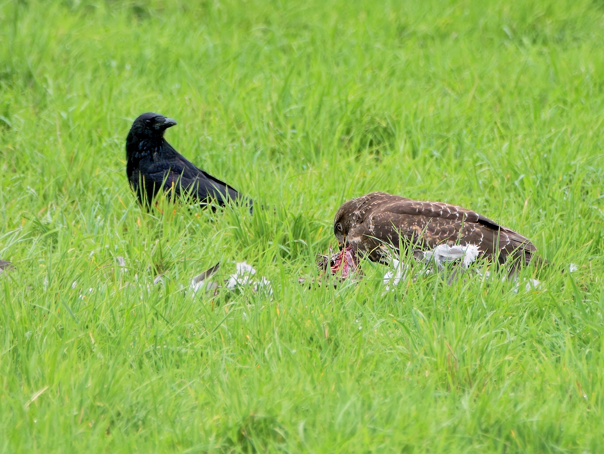 Bussard mit einer Taube