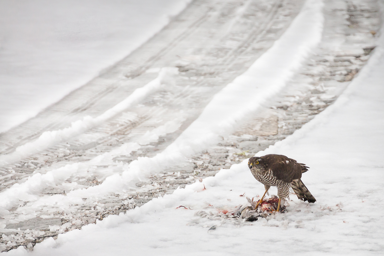 Bussard oder Habicht