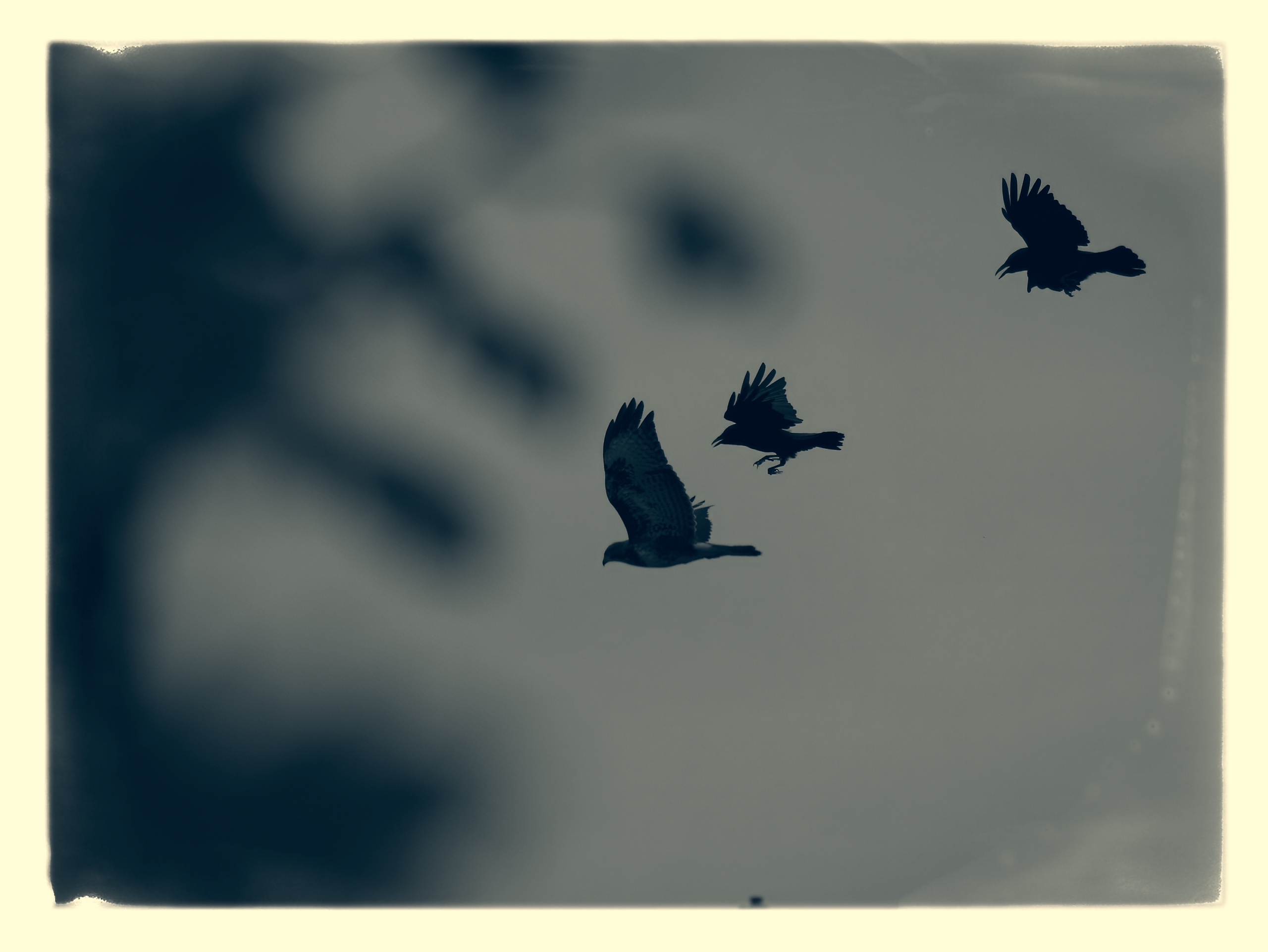 Bussard - Verfolgung