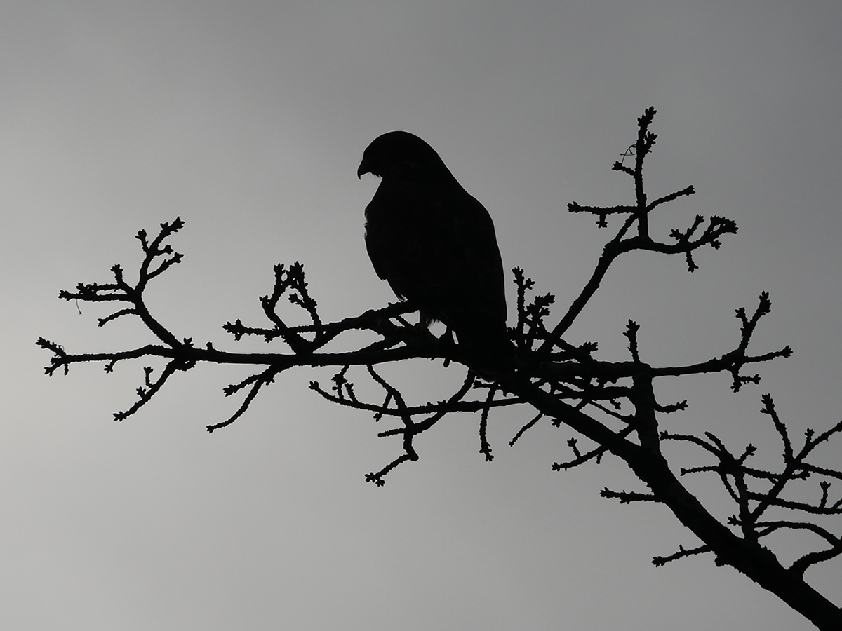 Bussard