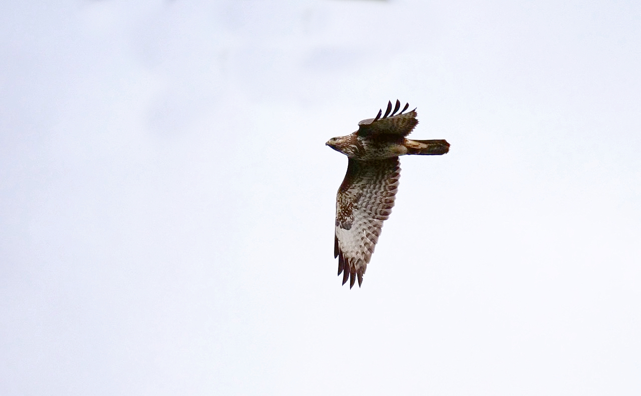 Bussard