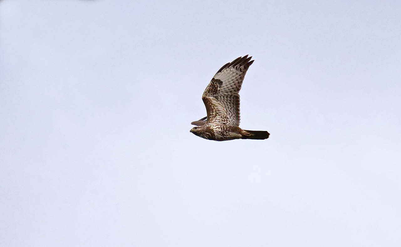 Bussard