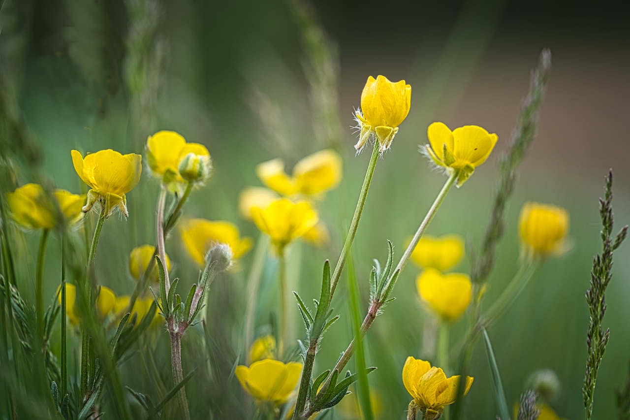 Butterblumen