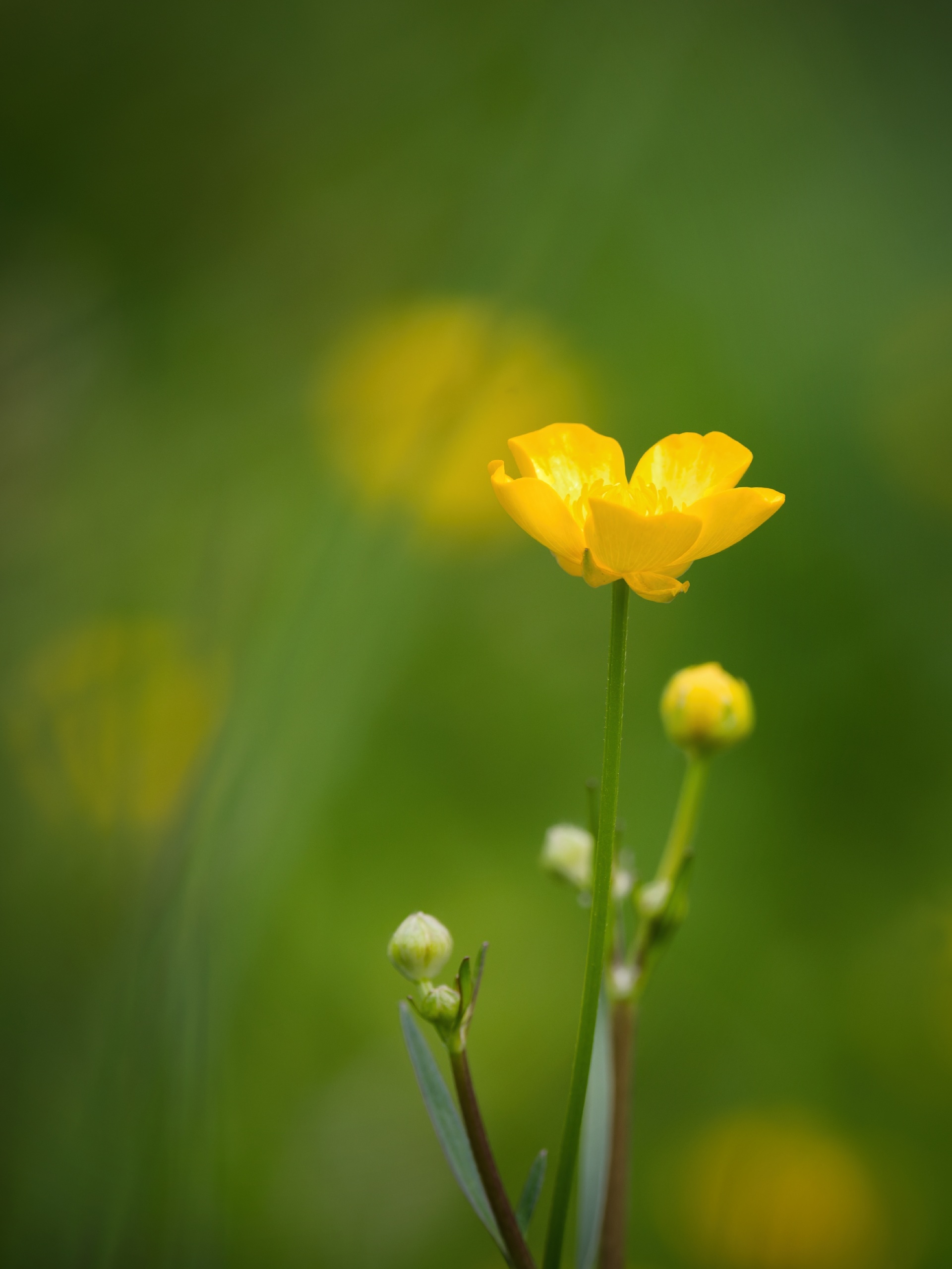 Butterblumen