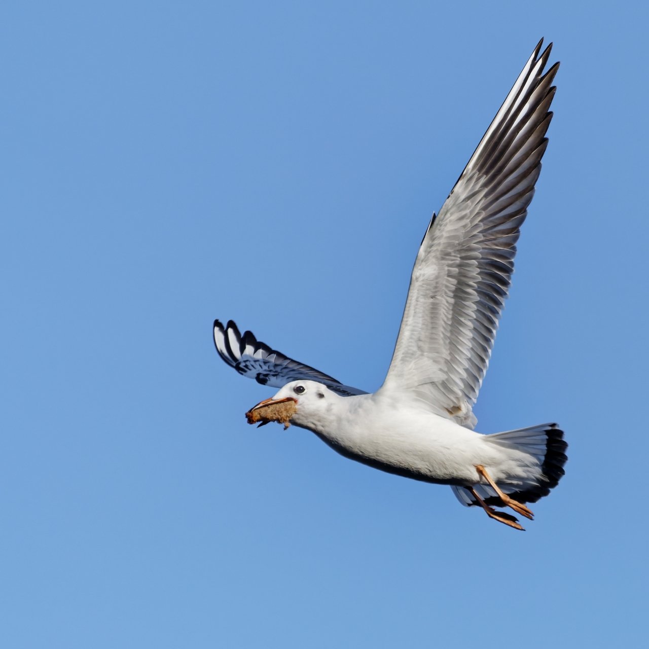Butterbrot geklaut   (Nicht meins)