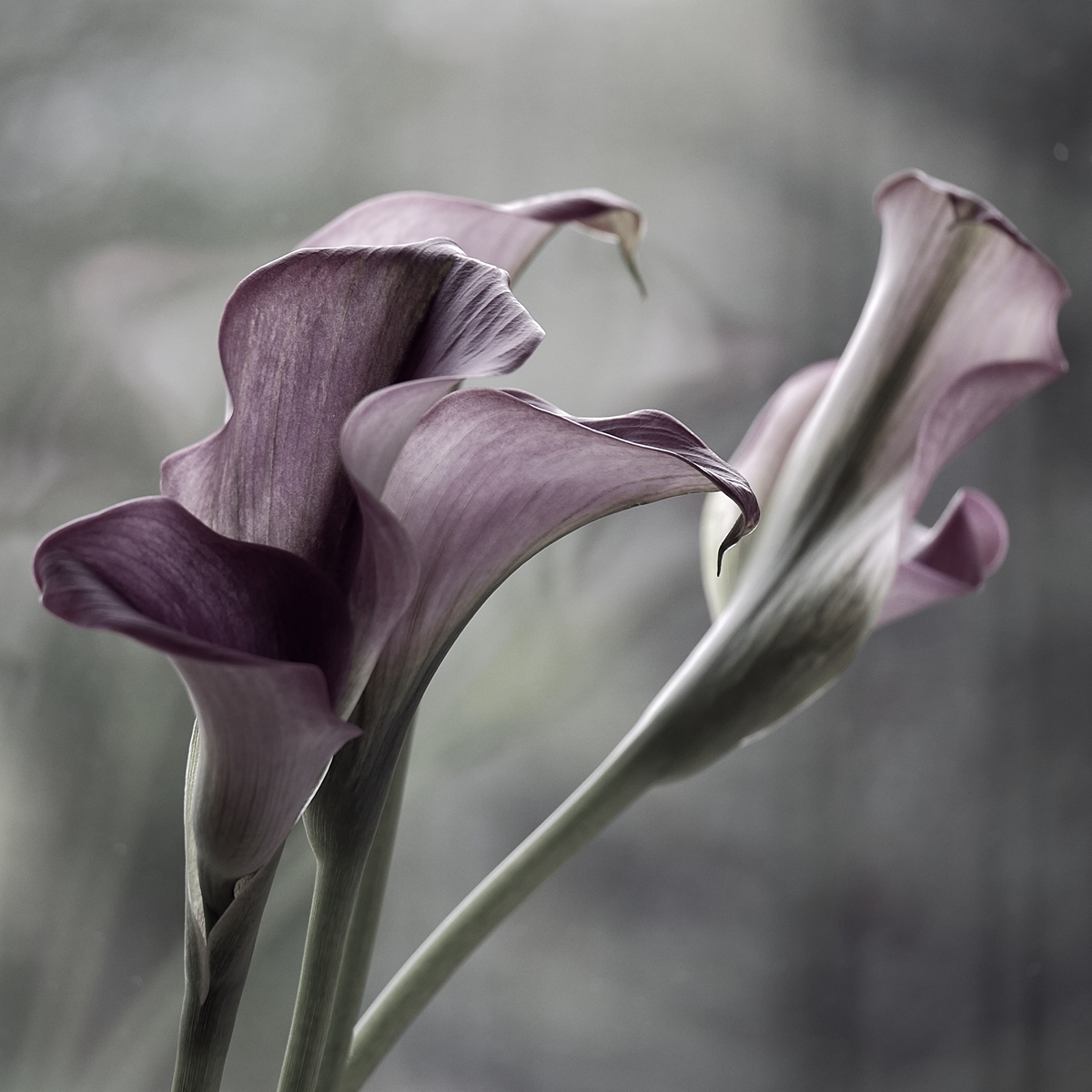 Callas