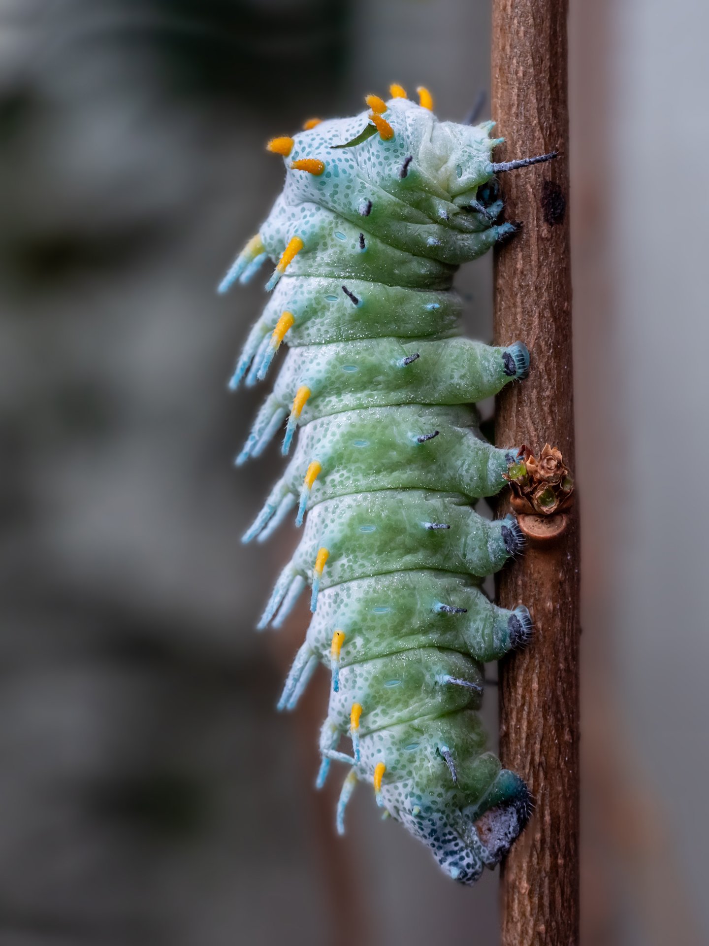 Cecropia Spinner