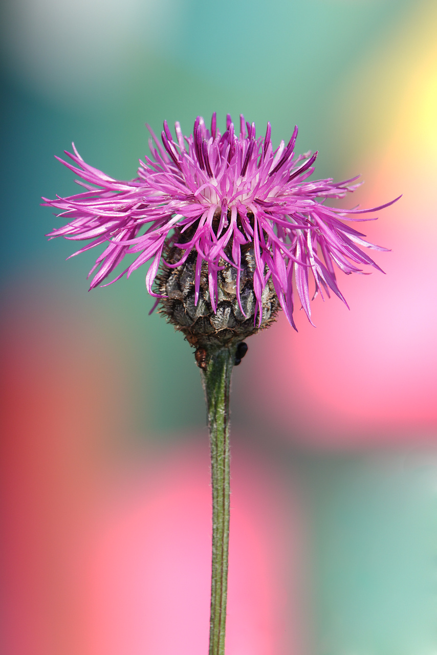 Centaurea scabiosa L #2