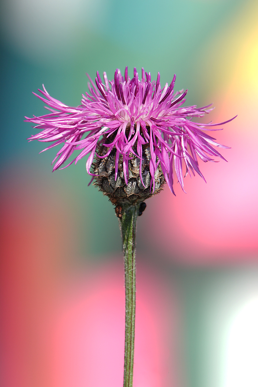 Centaurea scabiosa L