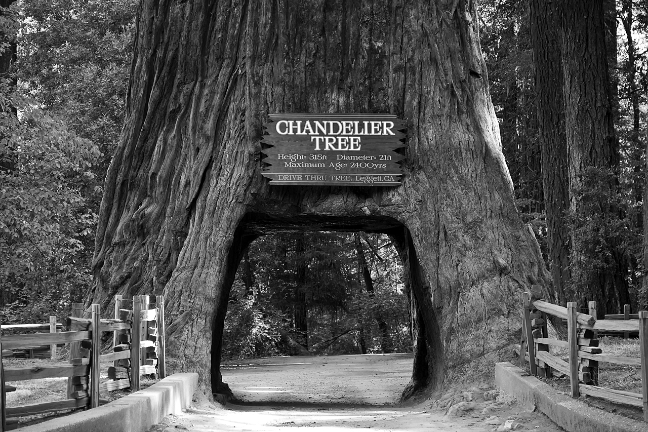 Chandelier Tree