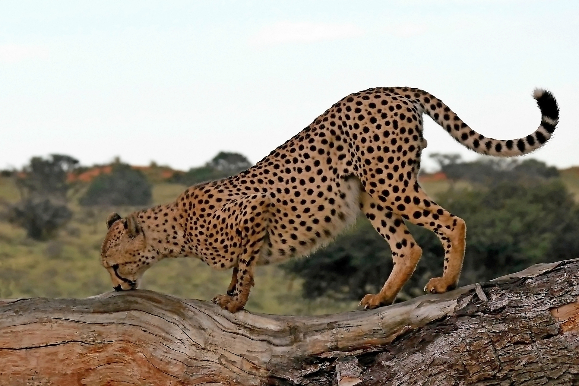Cheetah Kiss