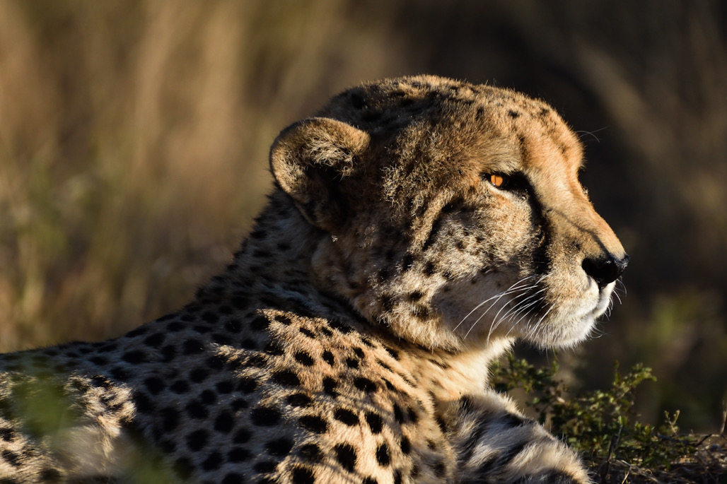 Cheetah Portrait II