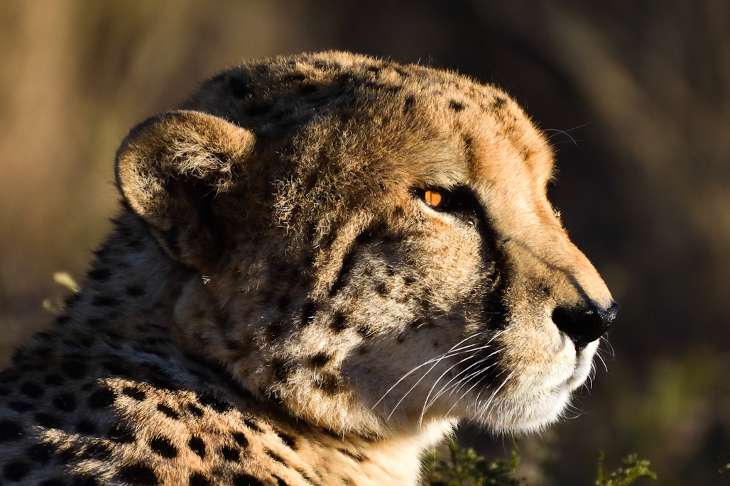 Cheetah Portrait