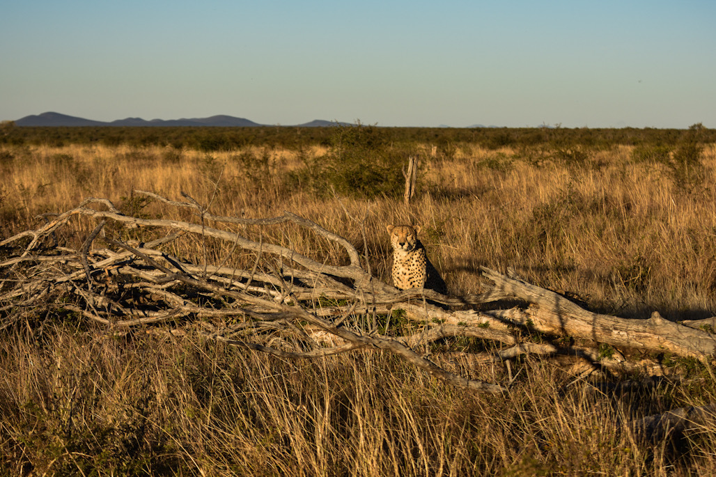 Cheetah