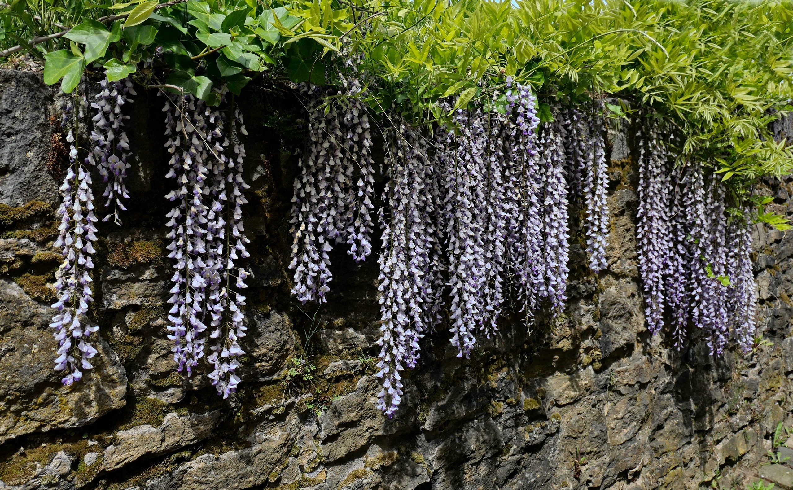 Chinesische Wisteria