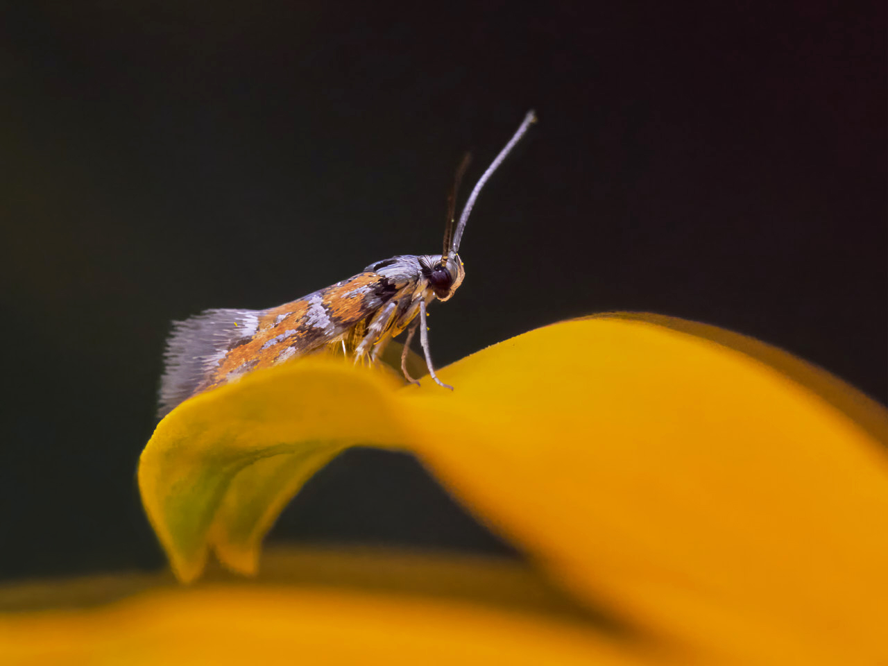 Chrysoeshia drurella