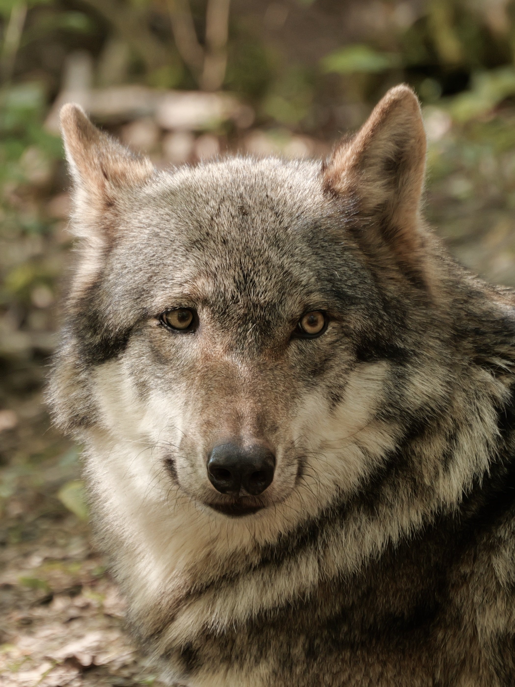 Clarence, der schielende Wolf.
