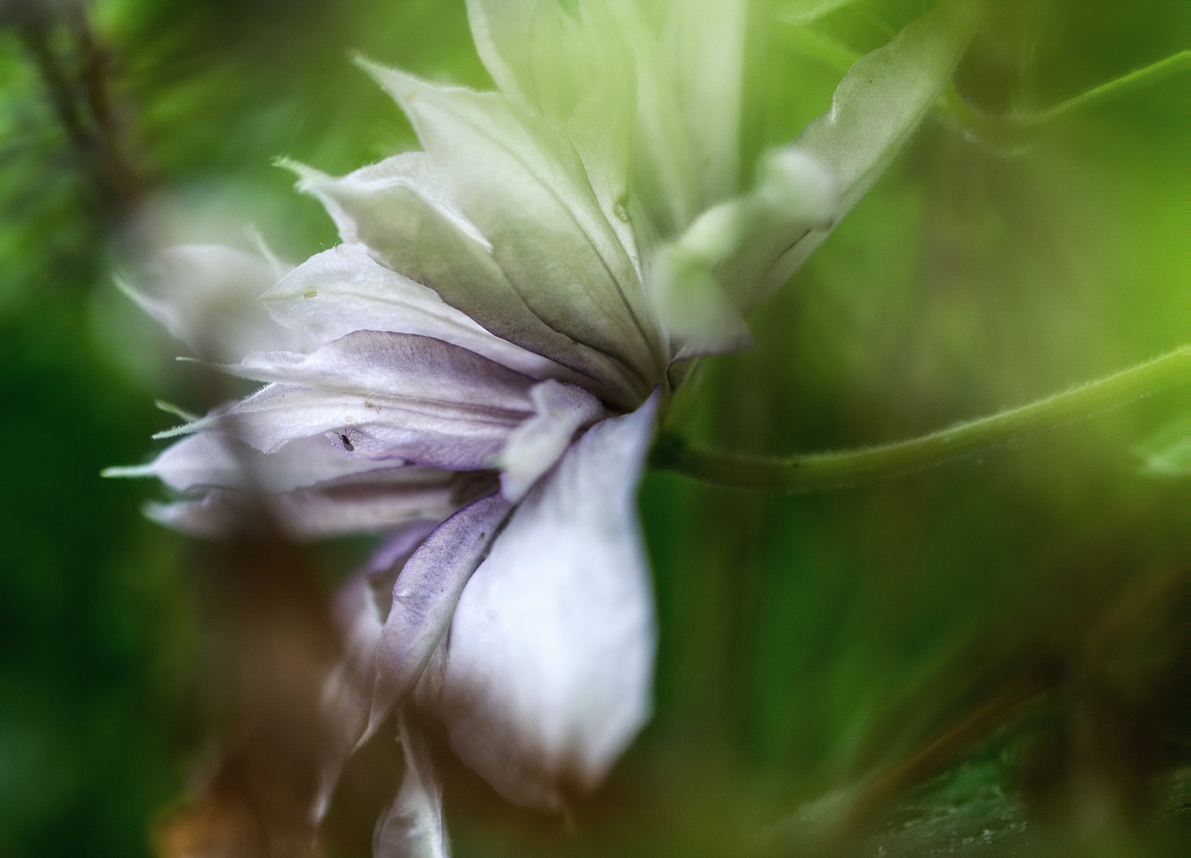 Clematis verblüht.jpg