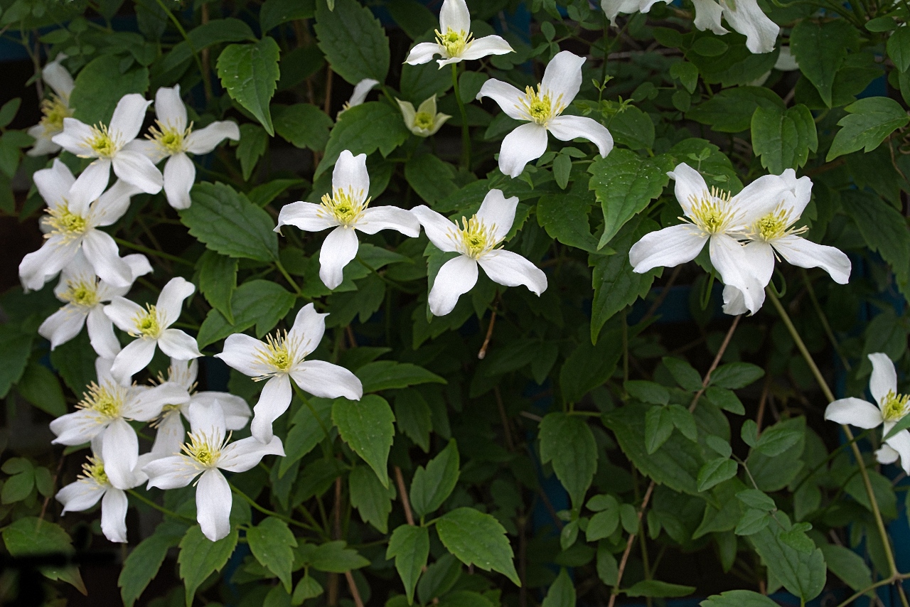 Clematis