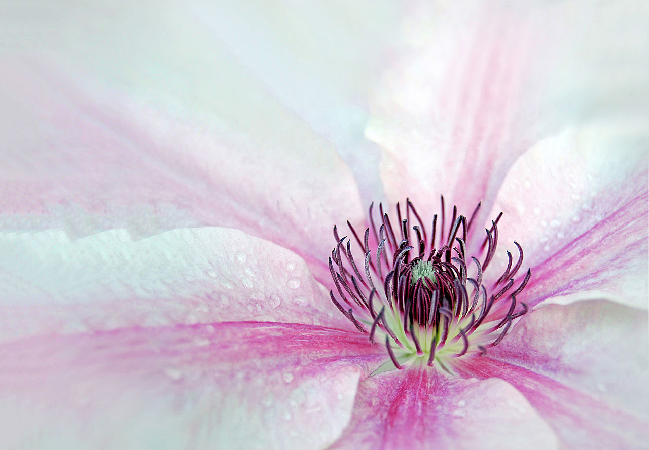 Clematis...