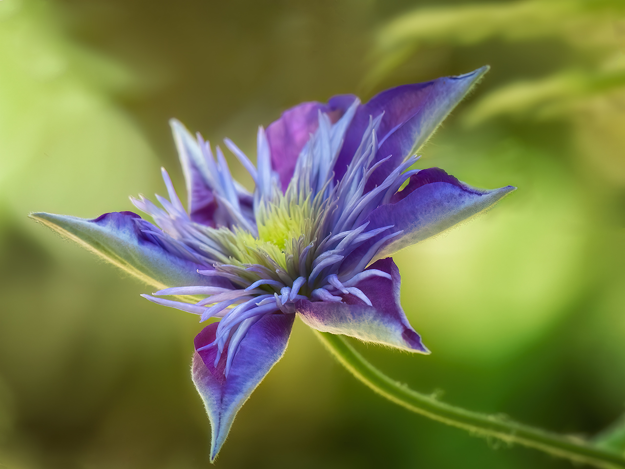 Clematis