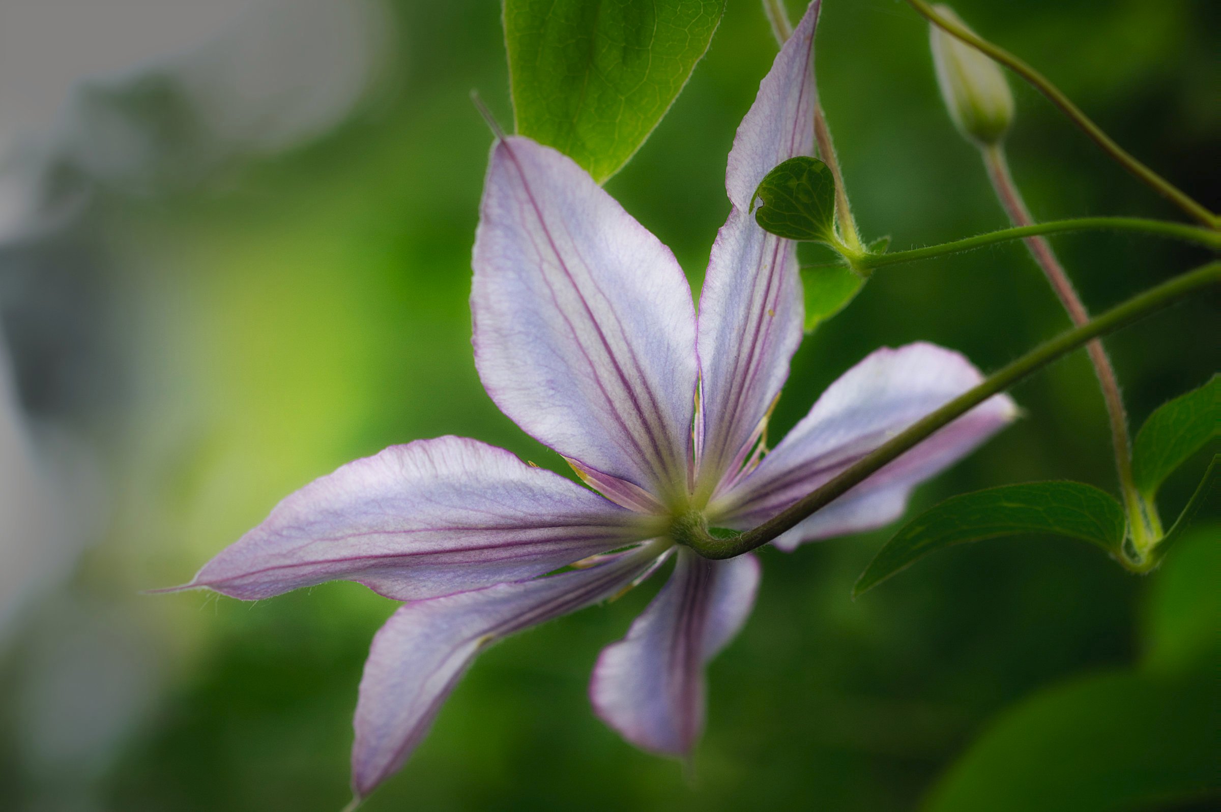 Clematis