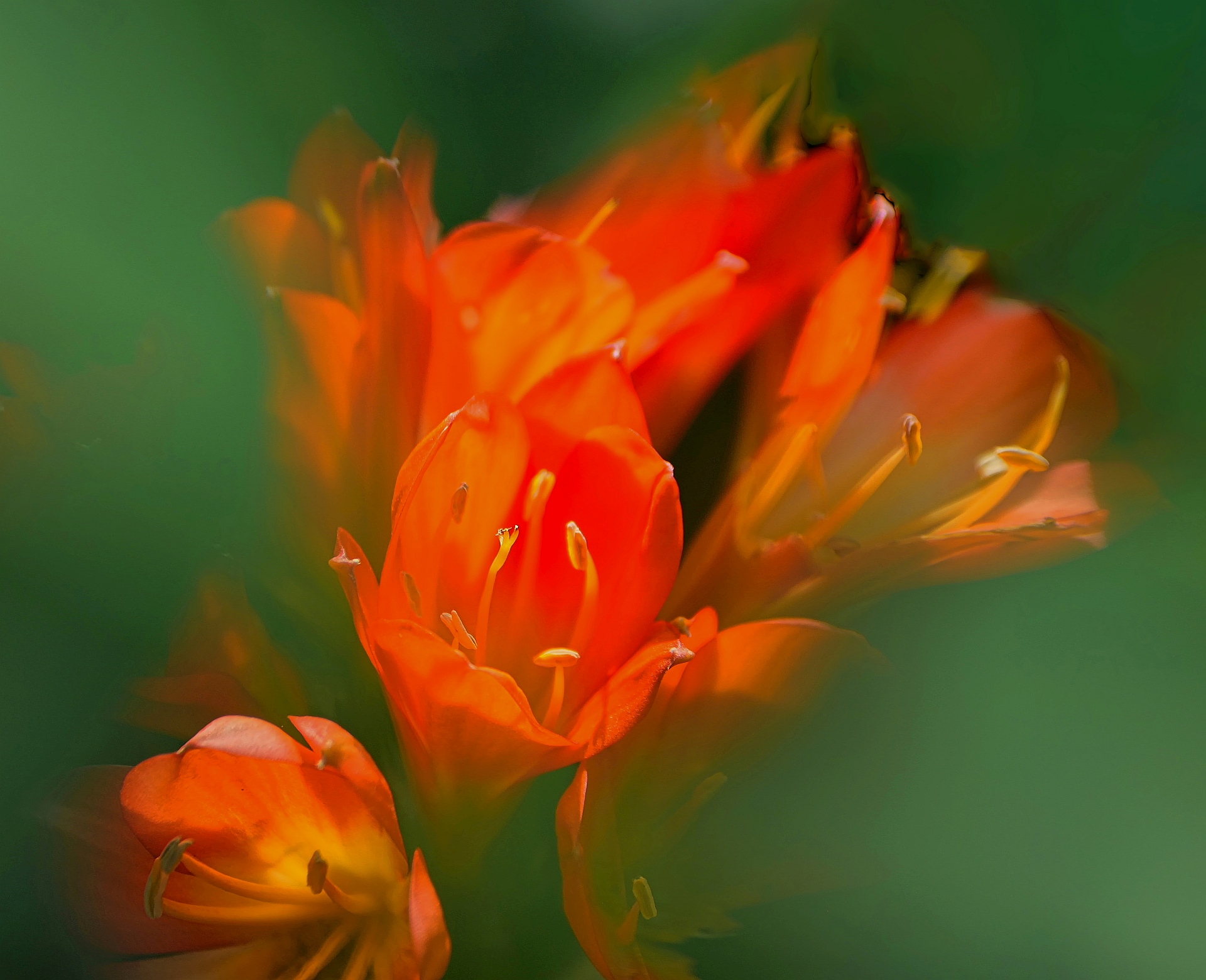 Clivia