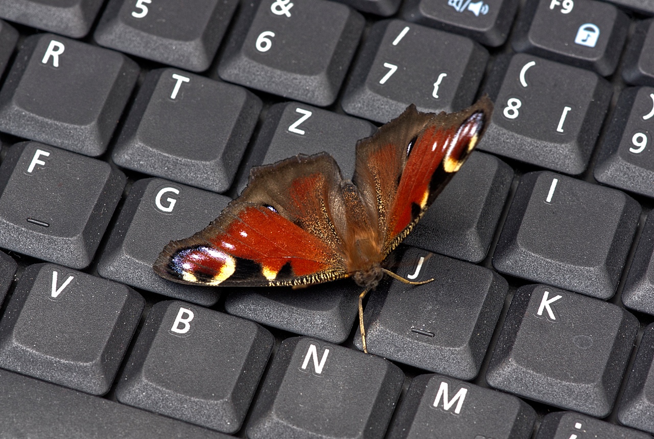Computerlehrgang für Schmetterlinge