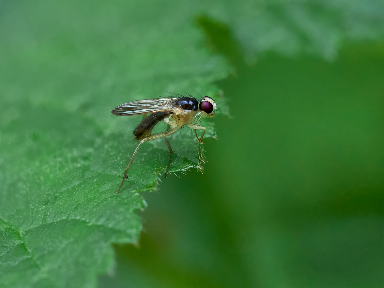 Cordilura albpipes