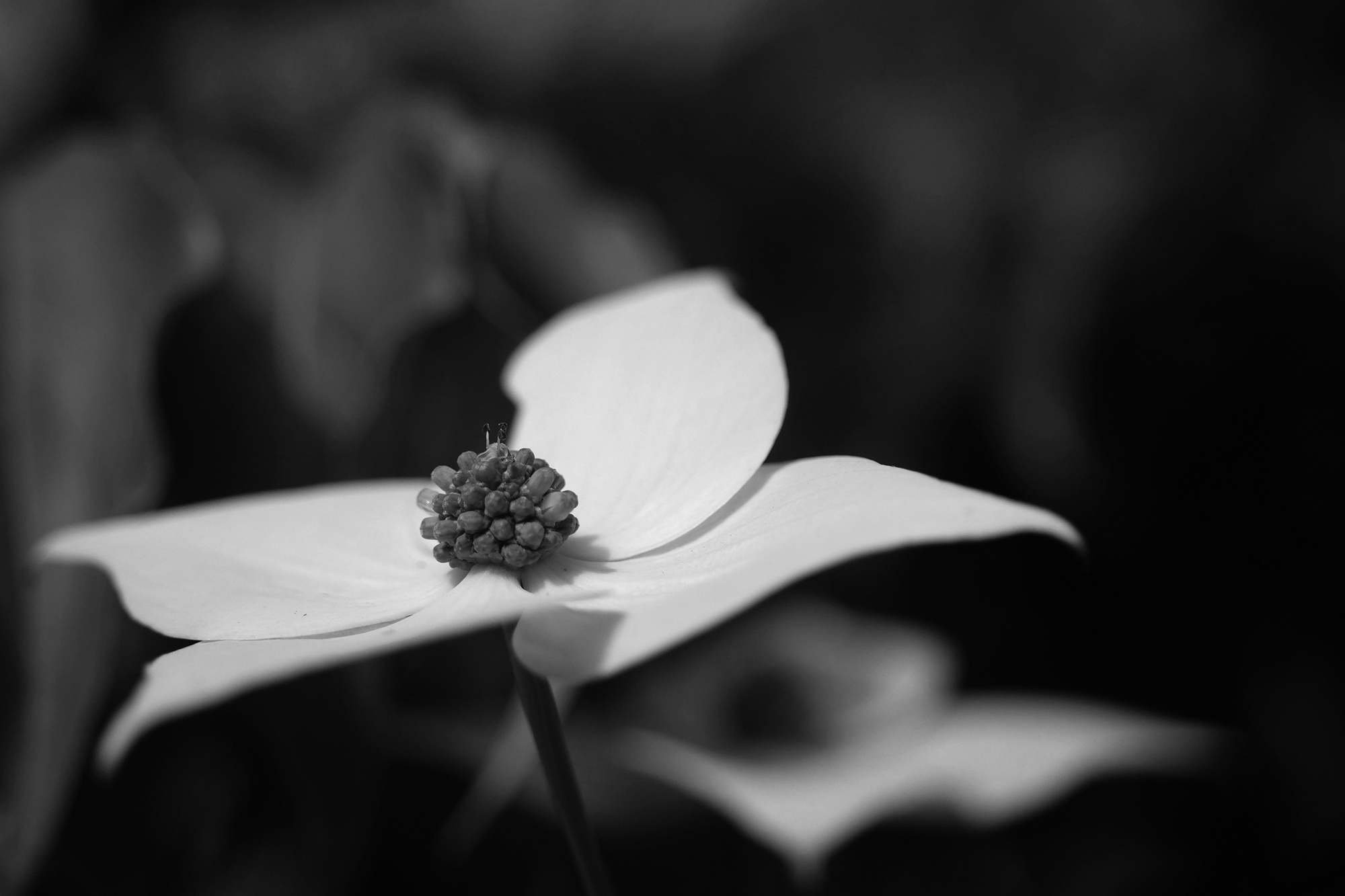 Cornus kousa