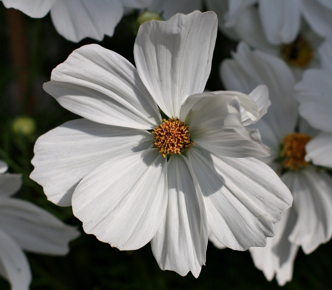 Cosmea