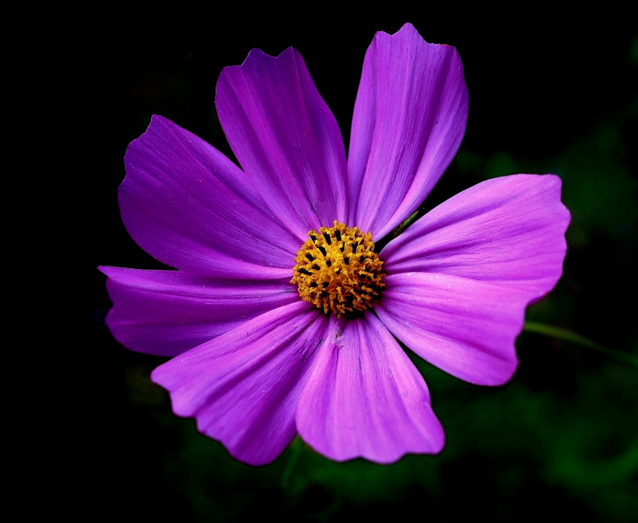Cosmea