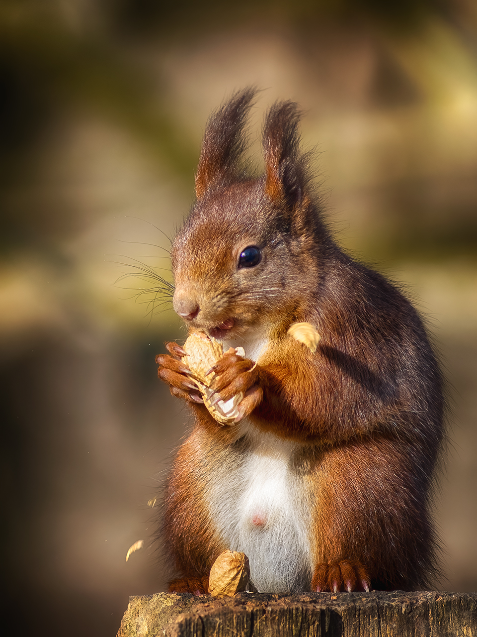 CRUNCH!
