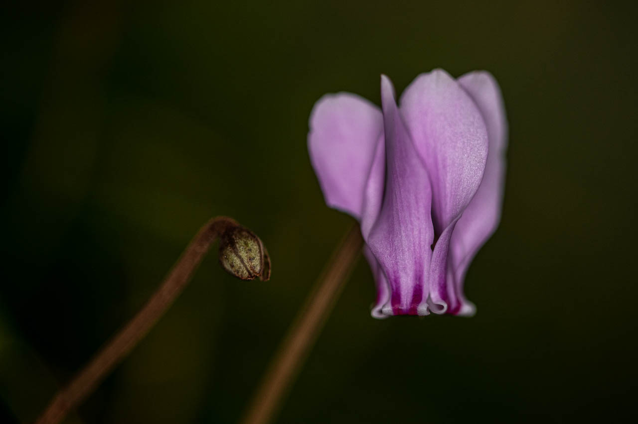 Cyclamen