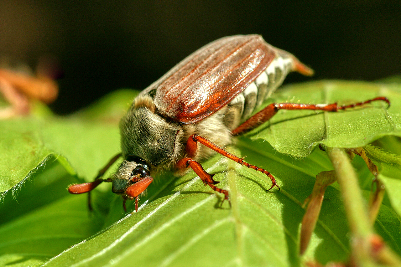 Da krabbelt er