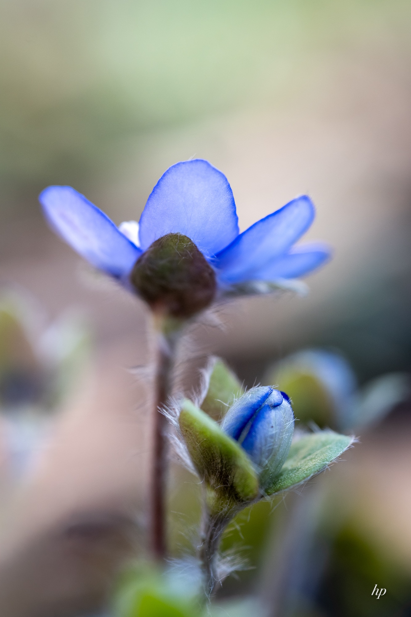 Da sind sie wieder…