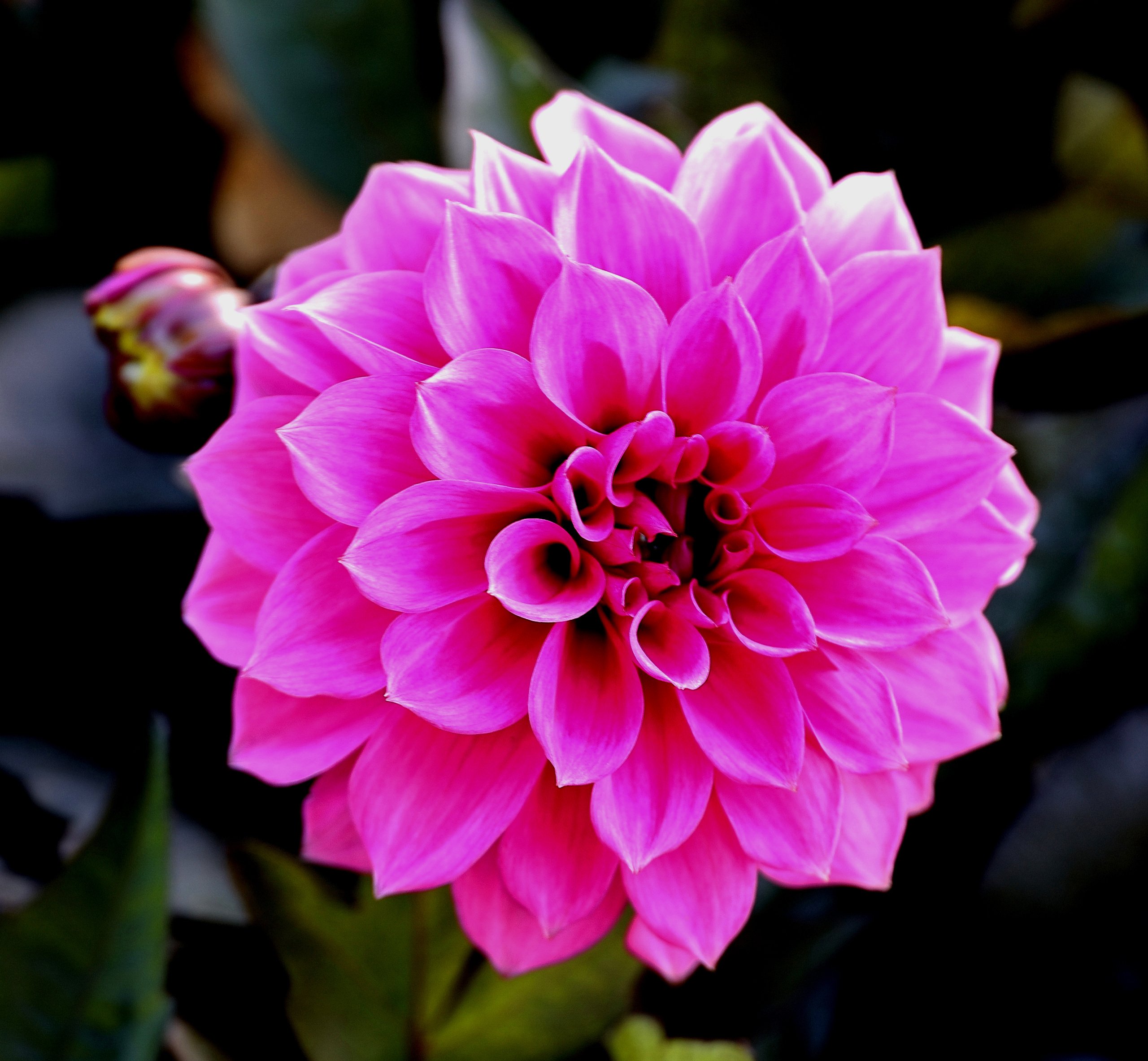 Dahlienblüte 2