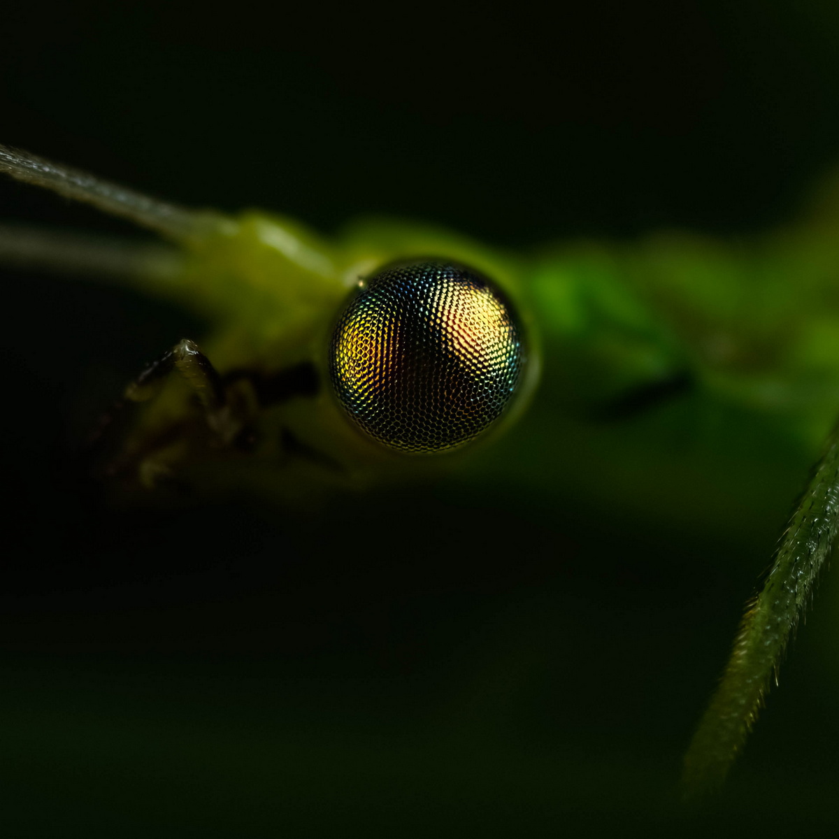 Das Auge einer Florfliege