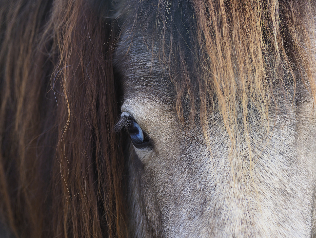 Das Auge von Shetlandpony