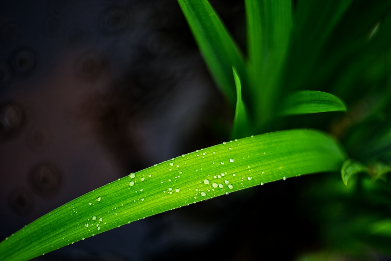 Das Blatt einer Schwertlilie