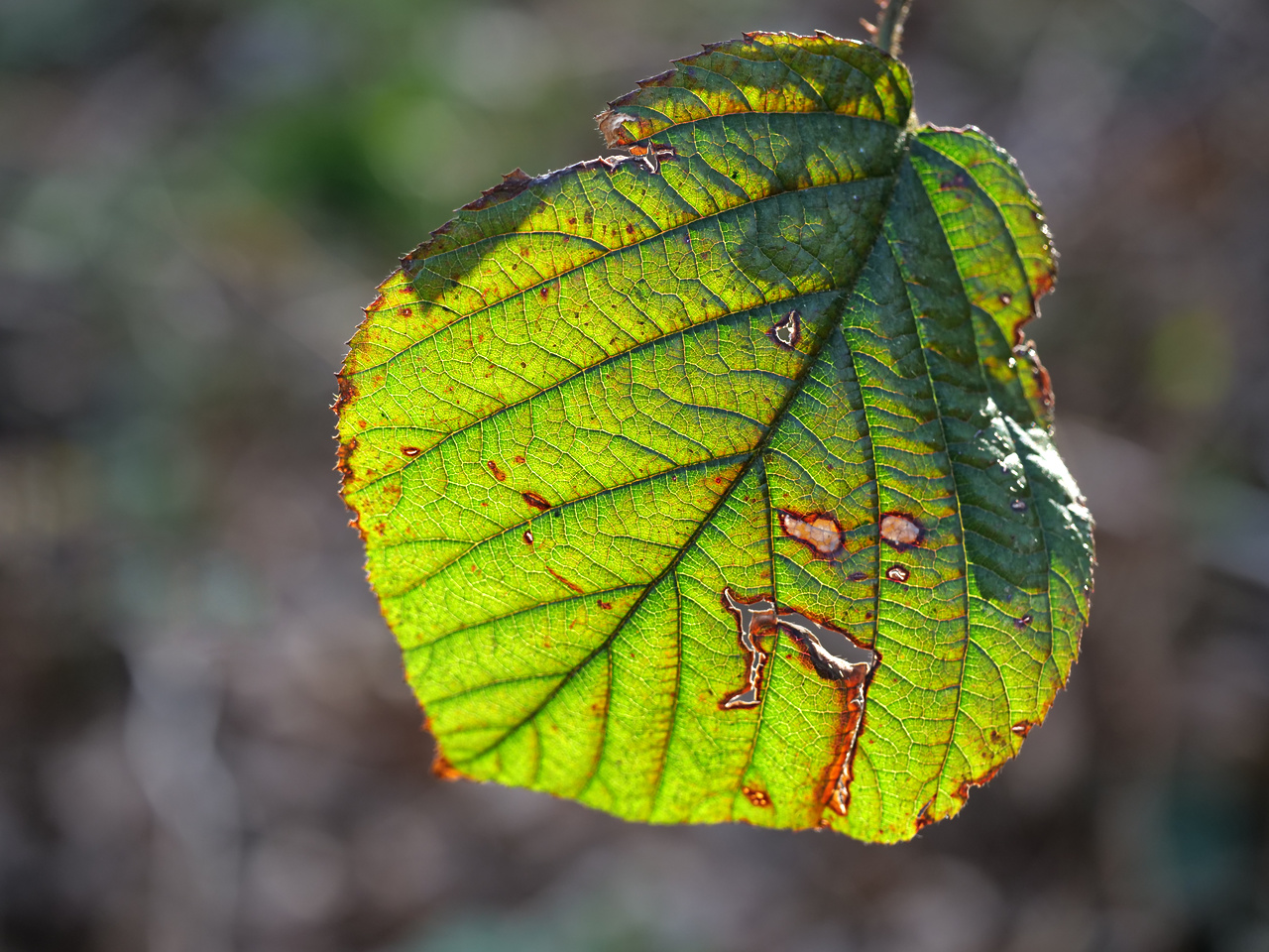 Das Blatt