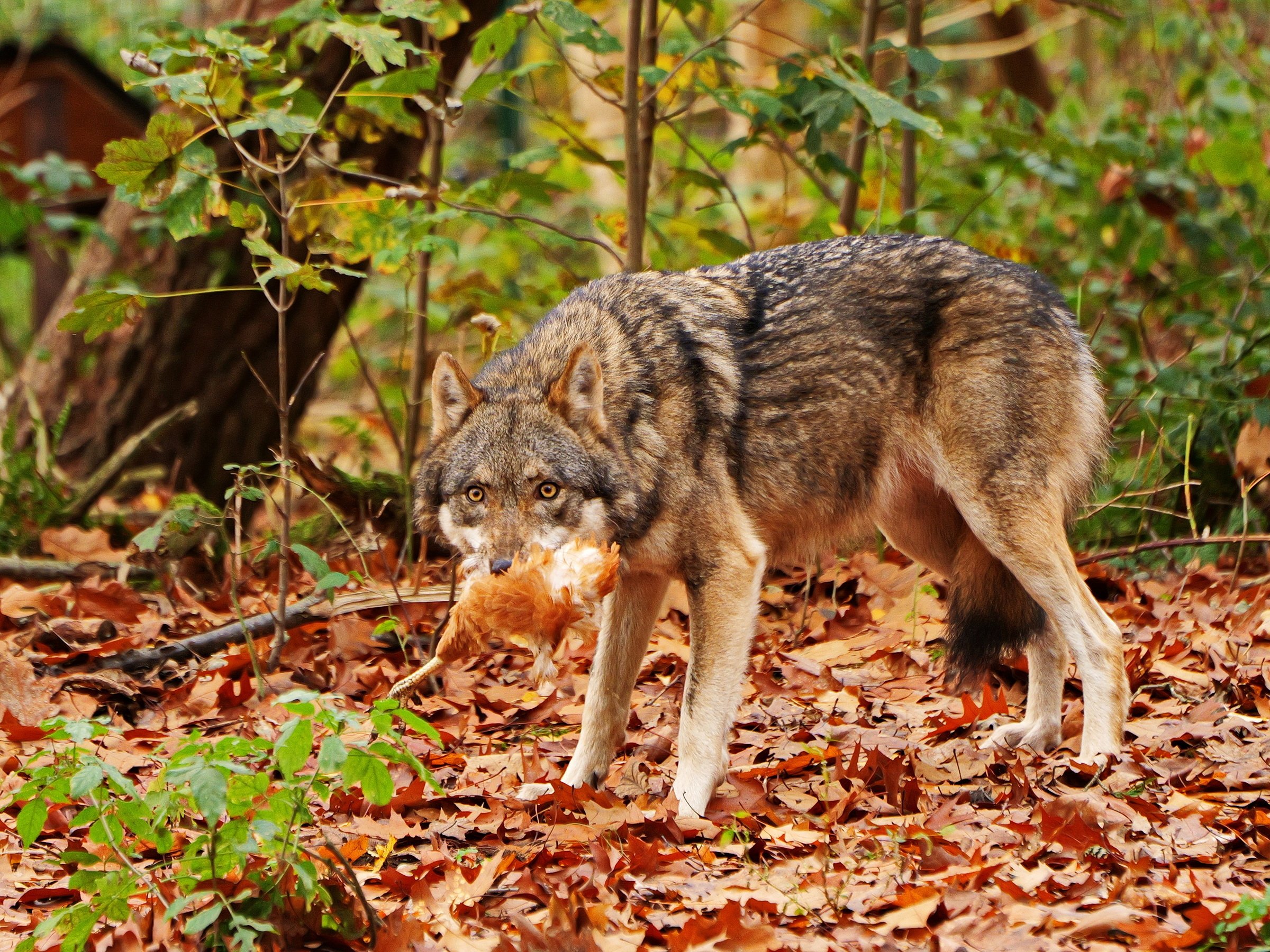 Das Frühstücksei ist Geschichte.