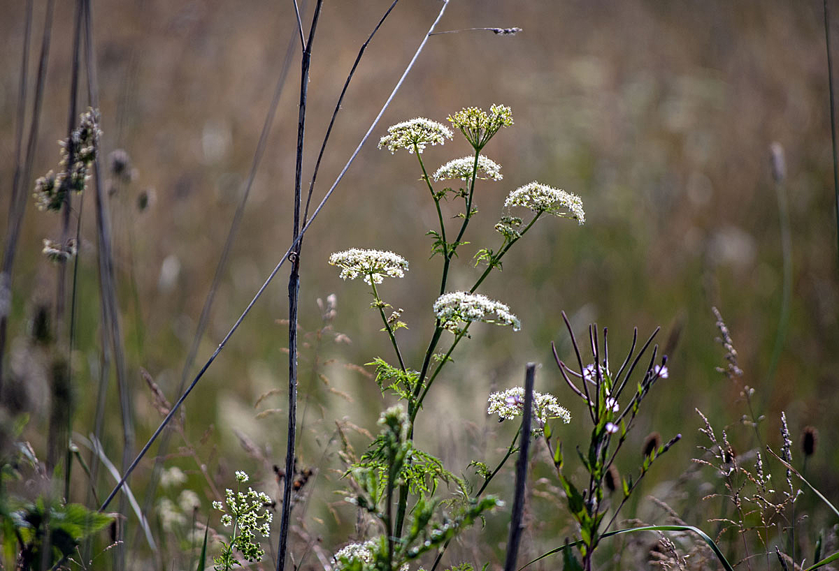 Das Geheimnis der Wiese...