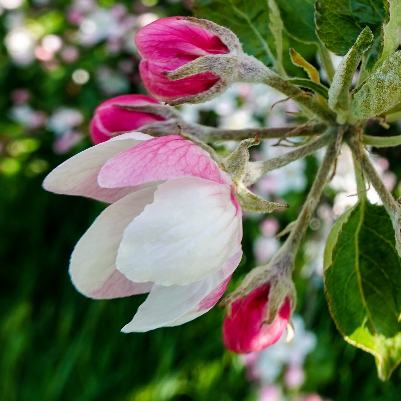 das gibt schöne Äpfel